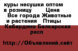 куры несушки.оптом 170 в розницу 200 › Цена ­ 200 - Все города Животные и растения » Птицы   . Кабардино-Балкарская респ.